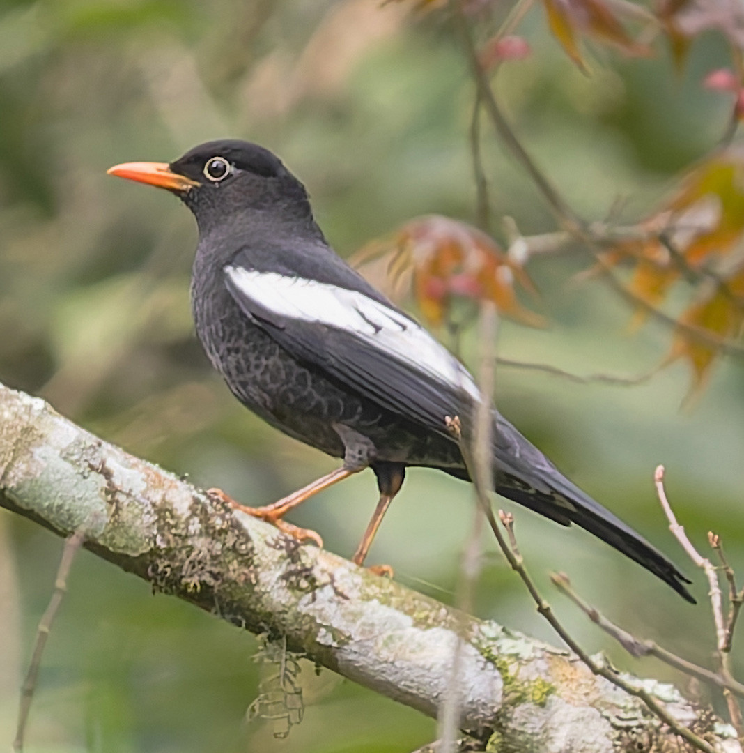 image Grey-winged Blackbird